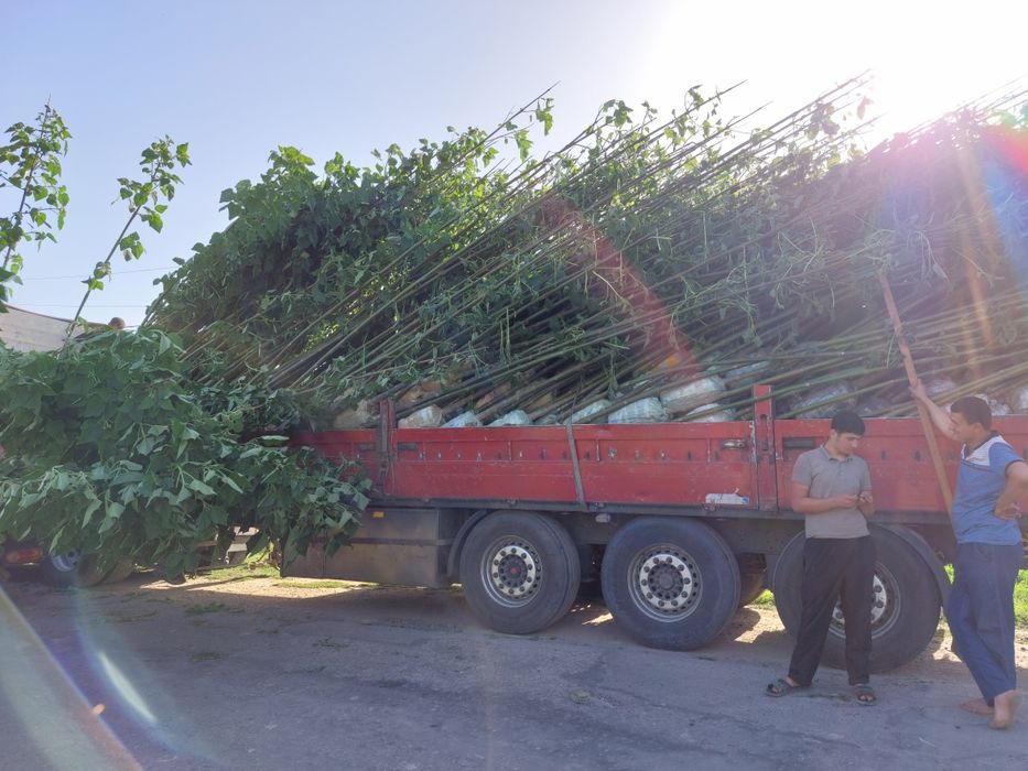 Павлония бор 2 йиллик сотилади