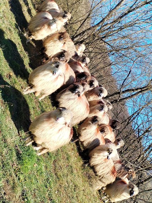 Oi tinere de vânzare