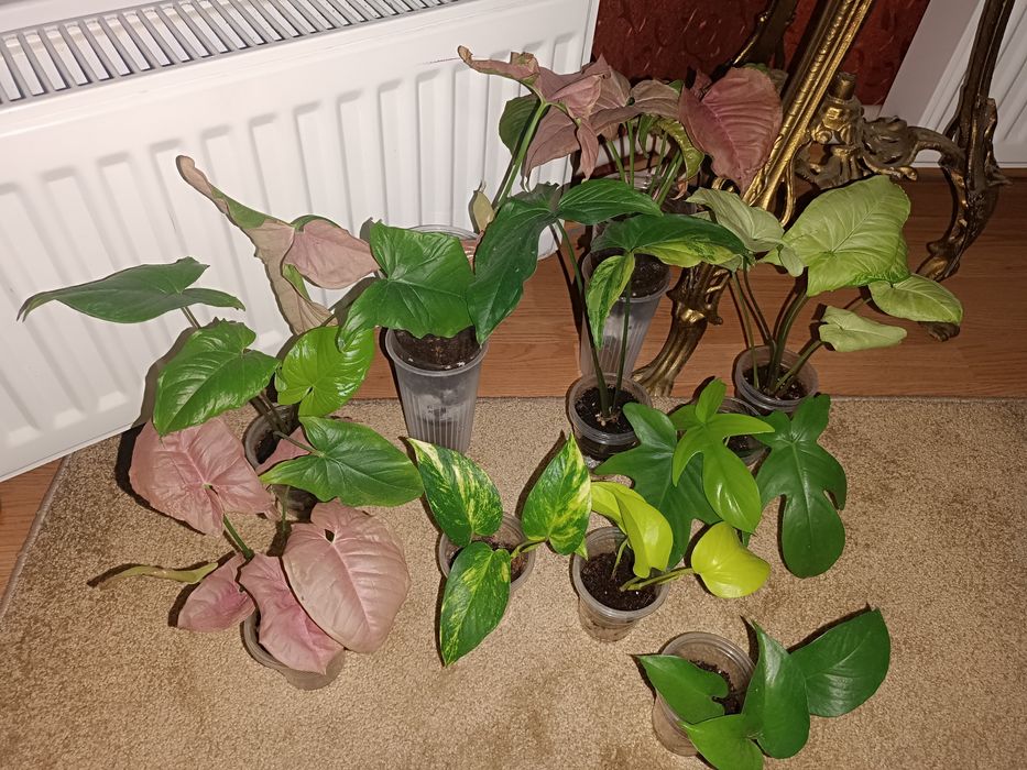 Сингониум, сциндапсус, Фил маск