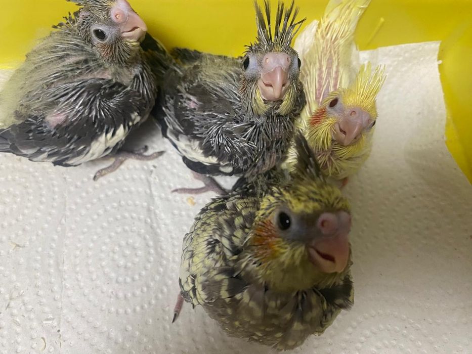 Ручные птенцы корелла нимфа