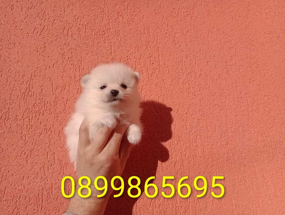 Бели мъжки и женски. Померани.