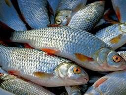 Малёк  живец  плотва, карась. Майкудук. Круглосуточно.