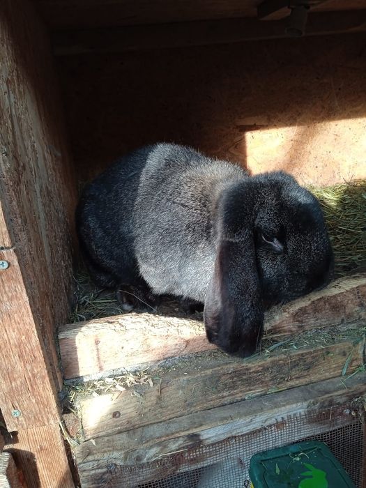 Iepuri berbec german pereche