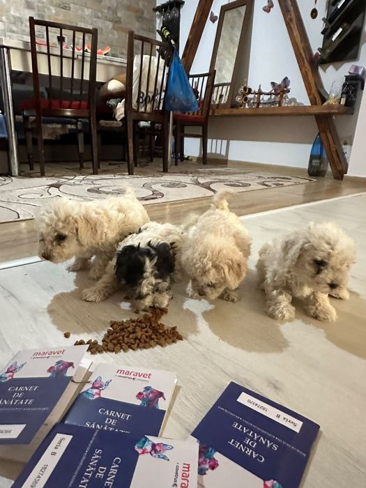 Dau cățeii spre adoptie