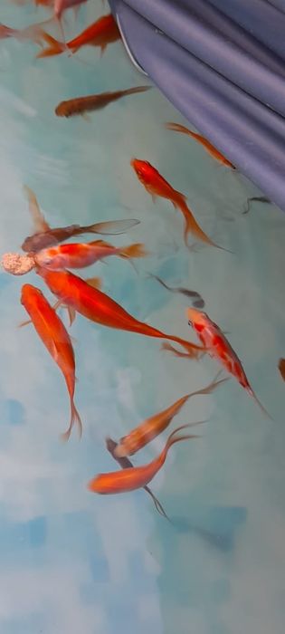 Золотая рыба-комета