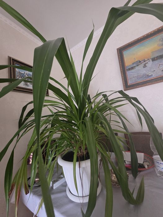 Растение Панданус