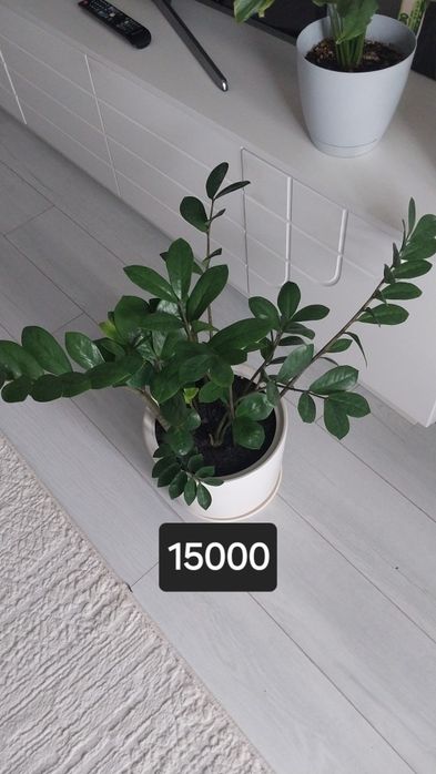 Продам комнатные  цветы..