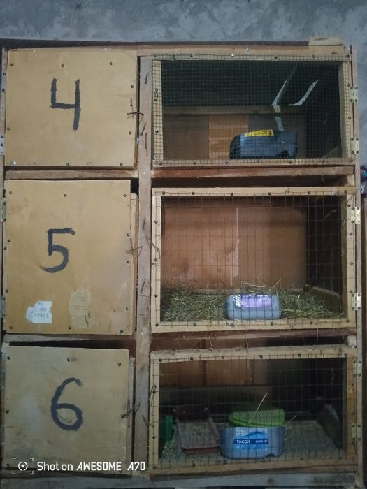 Quyon katak sotiladi