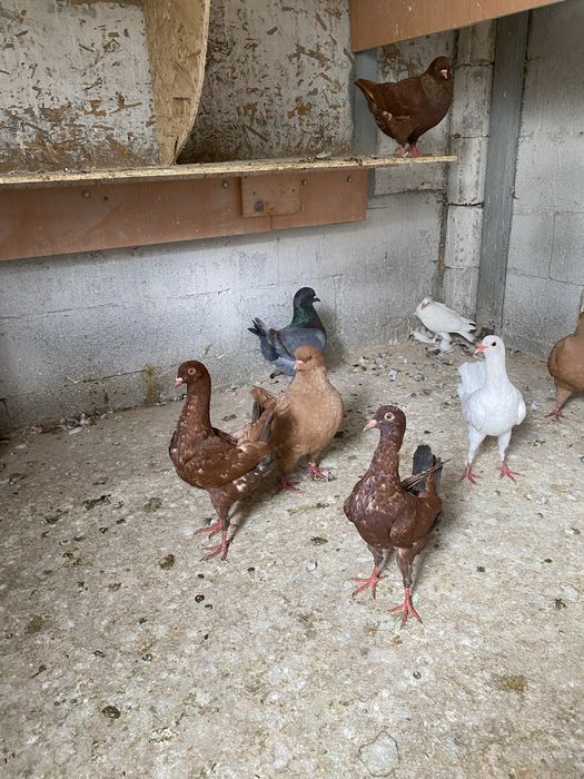 Голуби мальтийская курочка.Кинги.