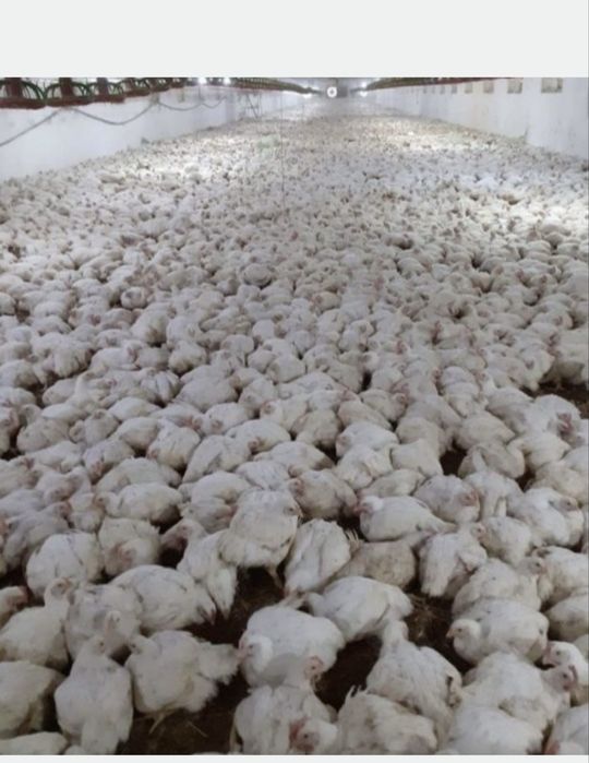 Pui albi de carne si pui rasa mixta