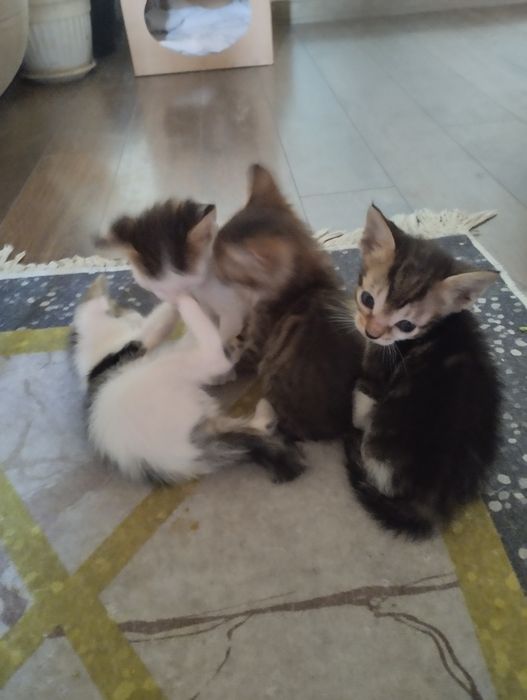 Подарявам котенца