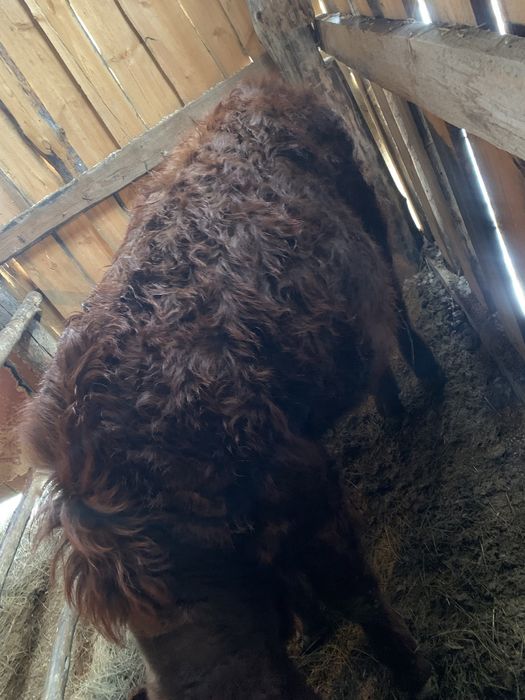 Продам бычков годовалых оптом