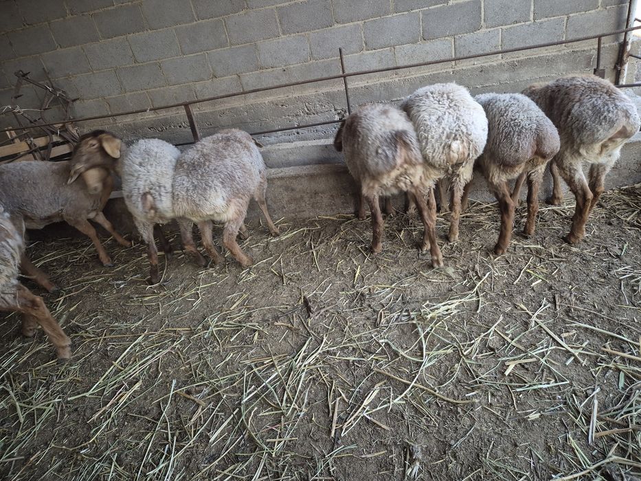 Бордақыланған саулық тоқтылар