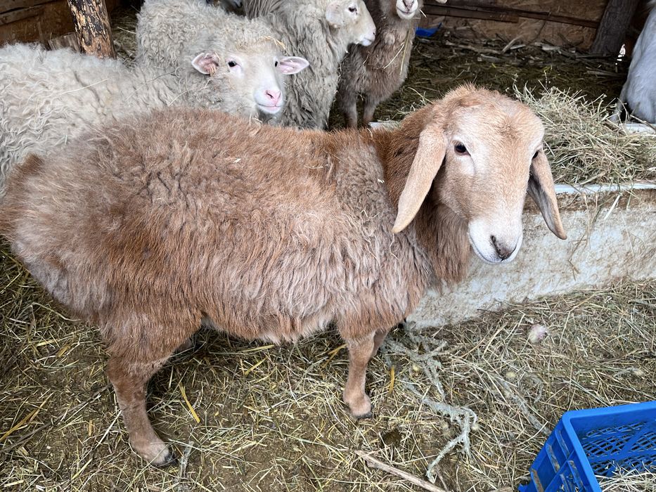 продам баранов и козу