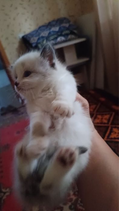 Отдам котят в добрые руки