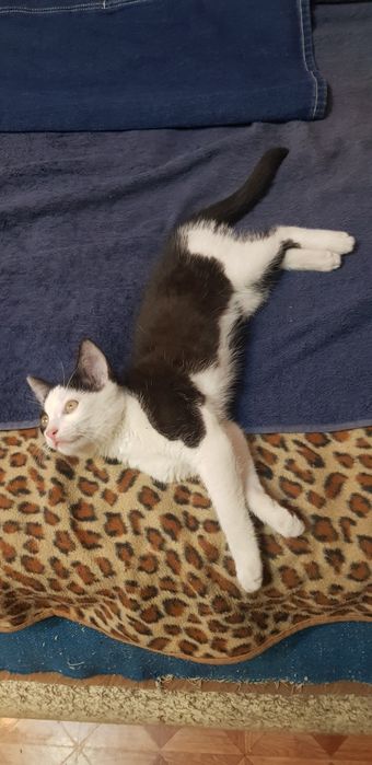 SOS ! Котёнок.  Даром !