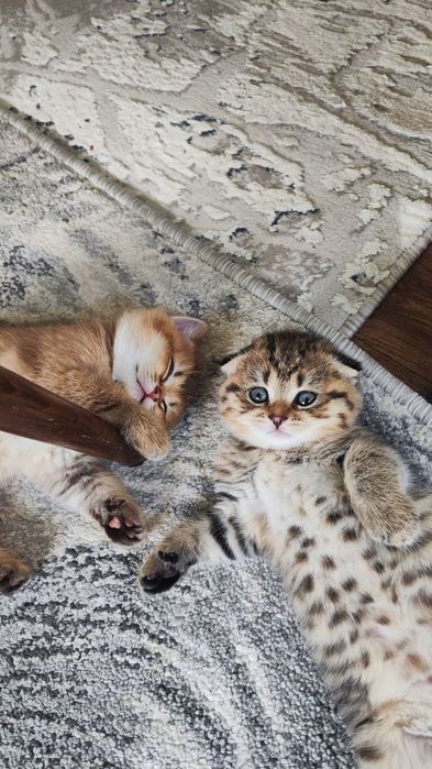 Пародистые котята.