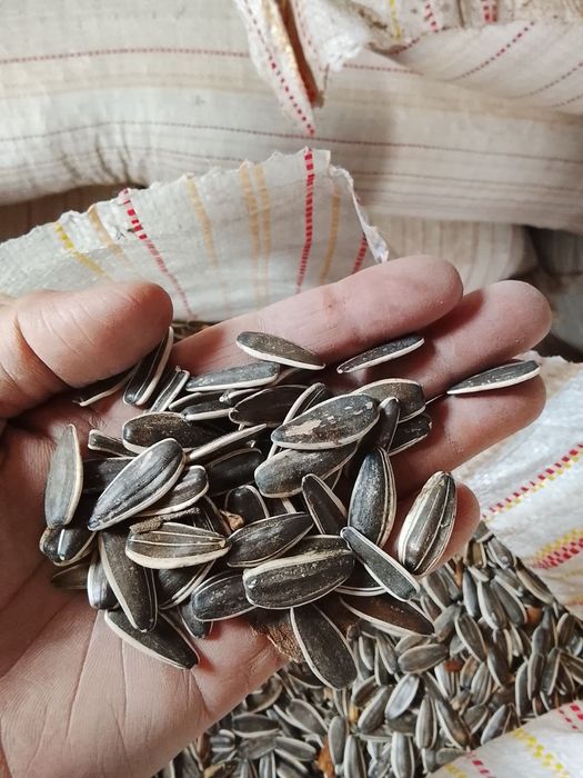 Semichka sotiladi narxi 25ming kami bor T6 mesni