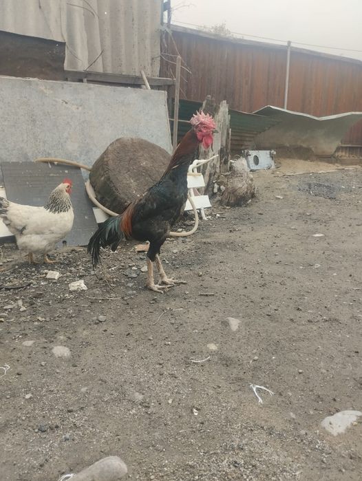 Чолпан нннннннннннн