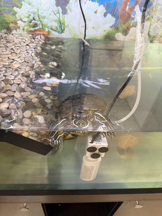 Срочно продаем аквариум с черепахой