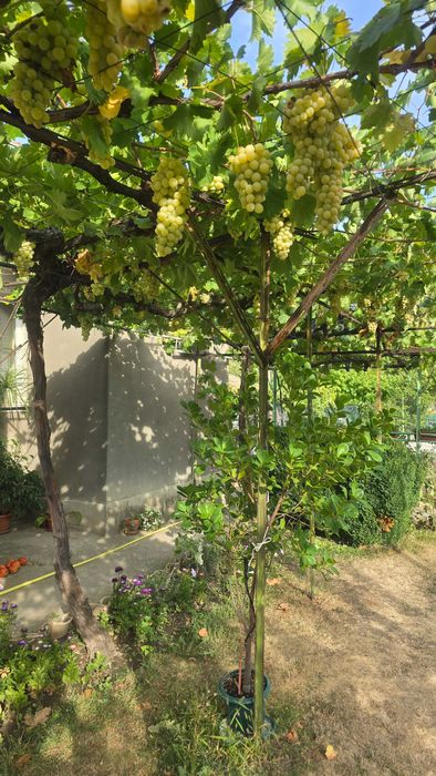 Продава се Къща в Търговище, Център - 144 кв.м за 638 €/кв.м - Снимка #4