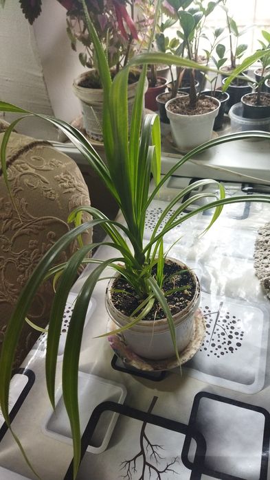 Продам  цветы недорого