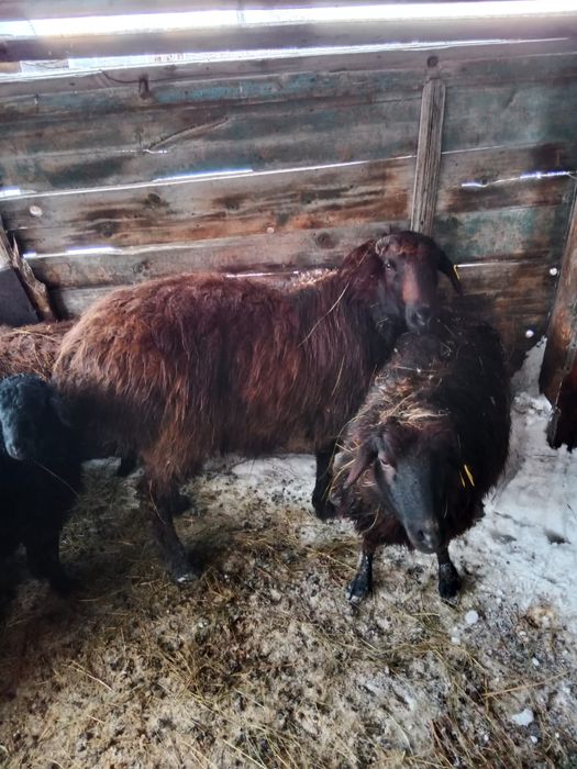 Продам    барана