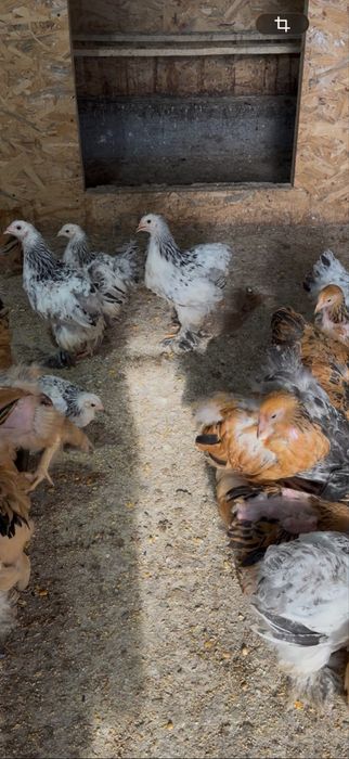 Vând pui de găini rasă Brahma, în vârstă de 2 luni jumătate, vaccinați conform vârstei, crescuți la sol