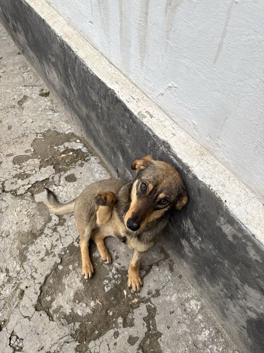 ПРОПАЛА Собака стерилизованная