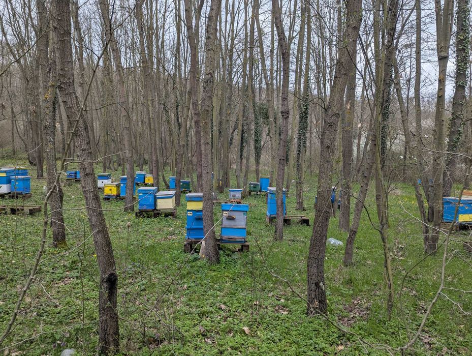 Продава се пчелин