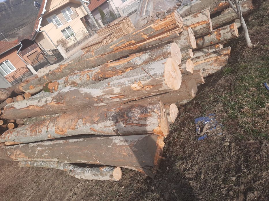 Lemne de foc fag bustean 500 metru cub