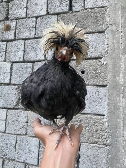 галанка жужалари сотувда 4 та галанка 1 та корашахзода хаммаси 3-4ойли