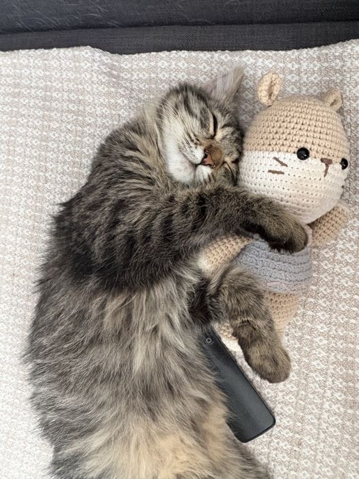 Отдам котенка в добрые руки