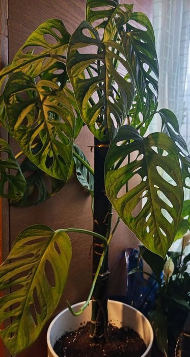 Комнатные цветы , цветущие