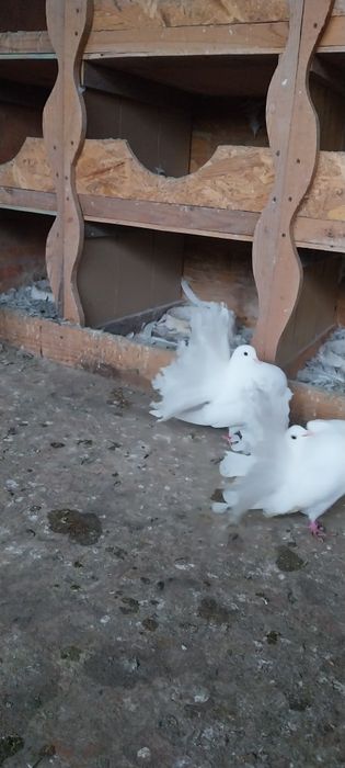De vânzare porumbei voltati albi