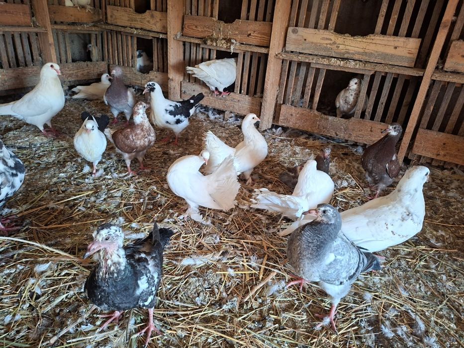 Porumbei voltați de ornament