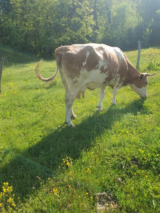 Vând vaca cu vitica