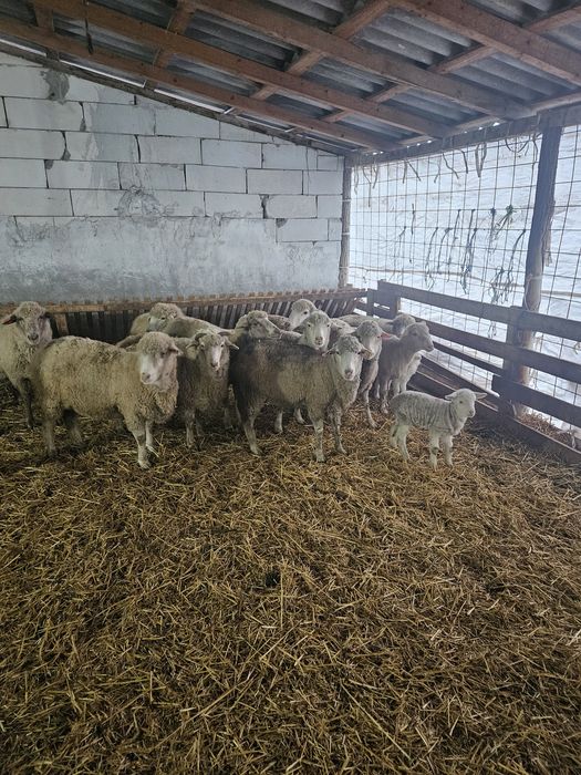 Oi  gestante de vanzare