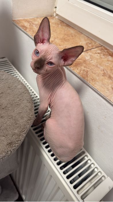 Pisici Sphynx adulte (mascul-femela)– 2 ani – sănătoase și foarte afectuoase
