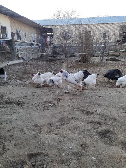 Светлые брама тухуми сотилад