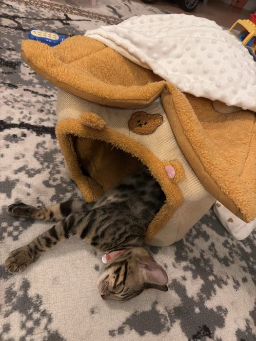 Бенгальский котик