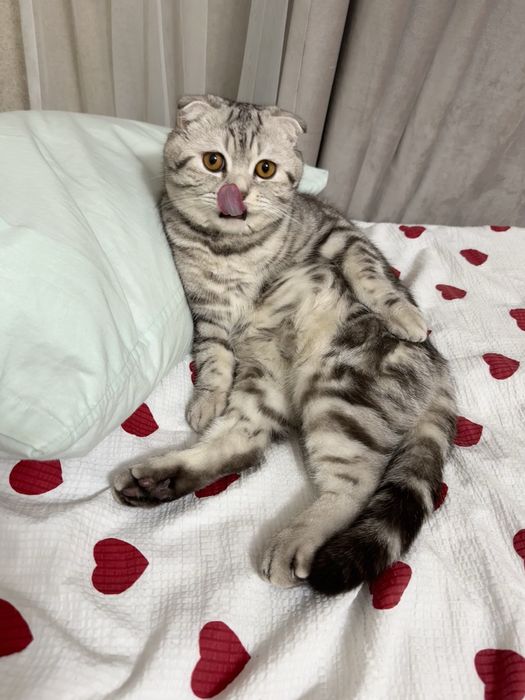 Отдам кота в хорошие руки