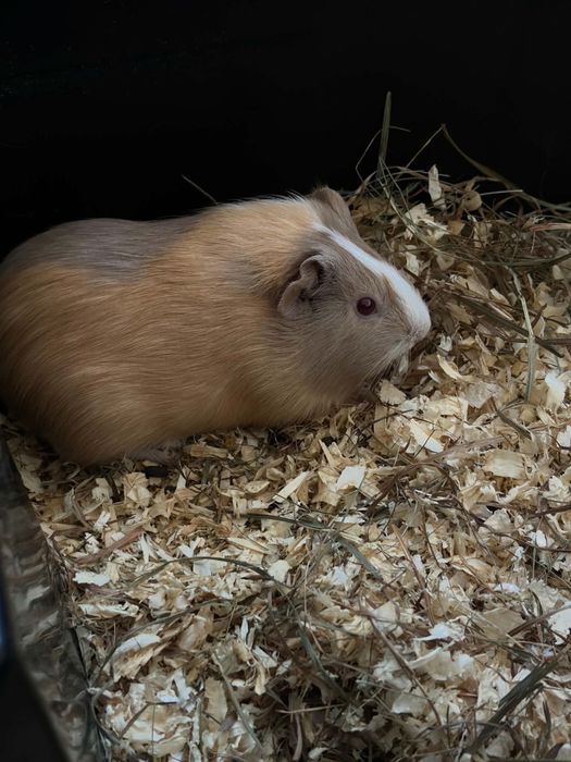 Porcusor de guineea