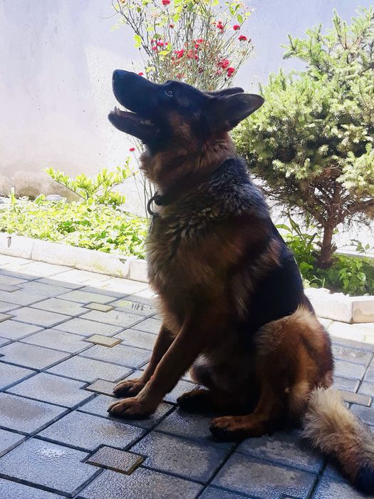 * Немска Овачарка *