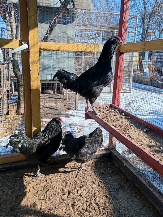 Cocos Ameraucana rasa pura