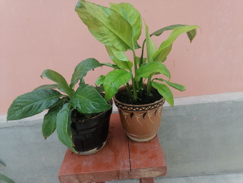 Спатифиллум-женское счастье.