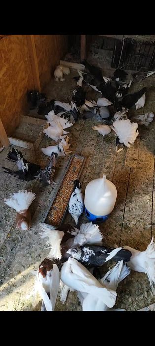 Porumbei de ornament