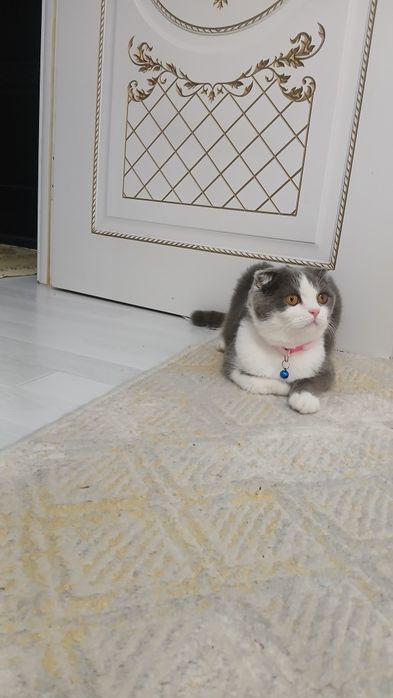 Soĝlom qizbola mushu