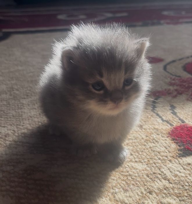 отдам котят в добрые руки