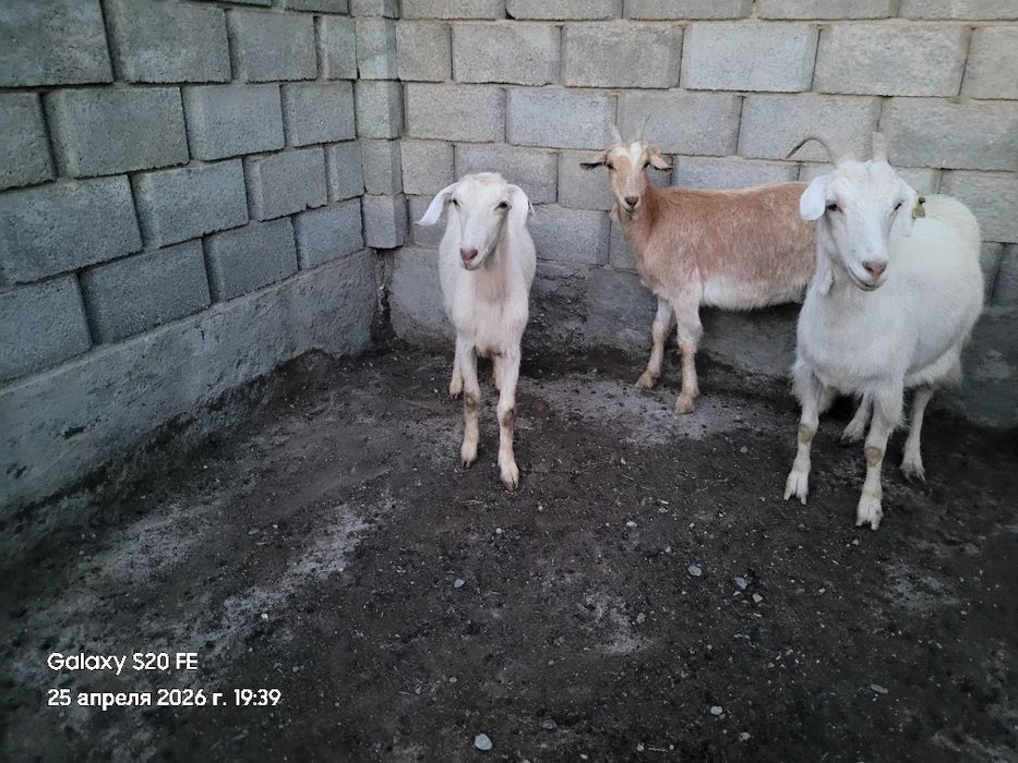 Ешкілер сауынды.